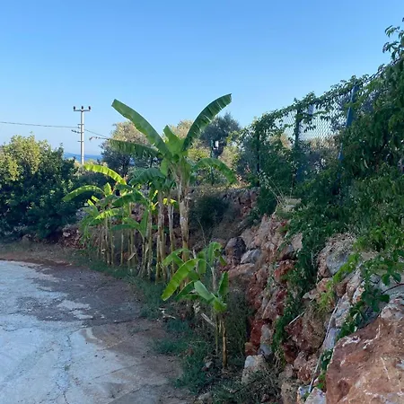 Suzi's Tiny * Mesudiye (Datca)
